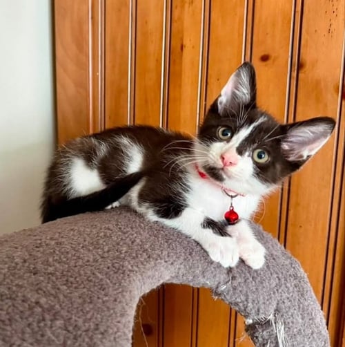 OREO - Tuxedo / Domestic Short Hair available for adoption