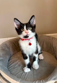 Oreo - Photo 3