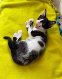 Oreo - Photo 4