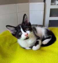 Oreo - Photo 5