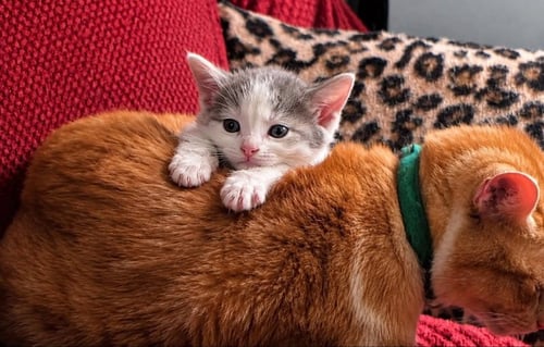 SCARLETT - Domestic Short Hair available for adoption