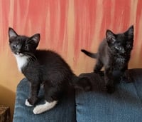 Zacheus & Zyllus - Photo 1
