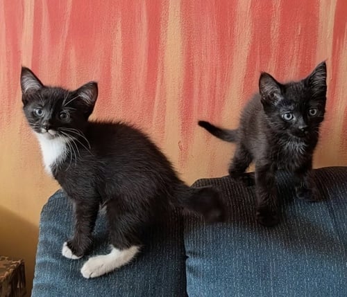 ZACHEUS & ZYLLUS - Bombay available for adoption