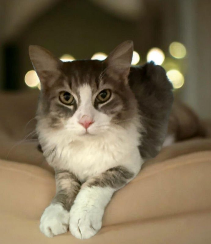 MR FLUFFY PAWS - Domestic Long Hair available for adoption