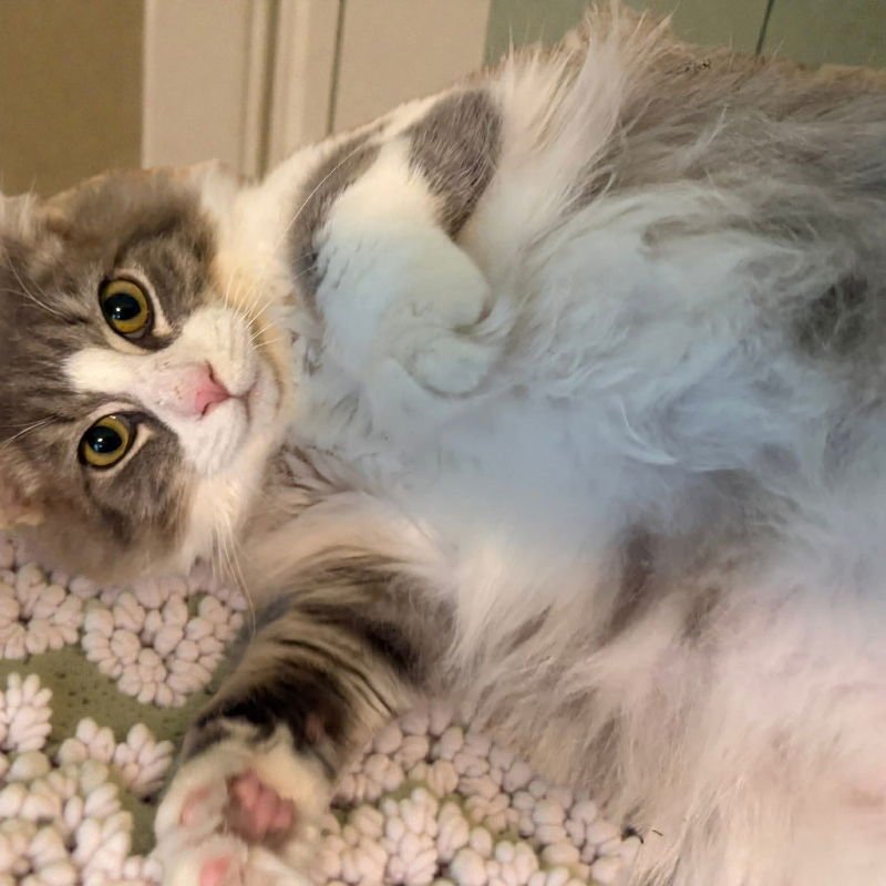 MR FLUFFY PAWS - Domestic Long Hair available for adoption