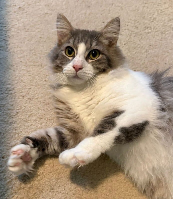 Mr Fluffy Paws - Photo 4