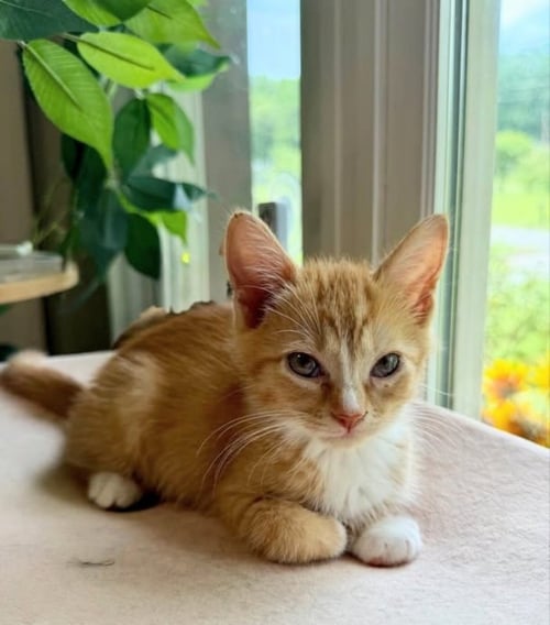 DAISY - Tabby for adoption in Knoxville