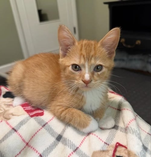 DAISY - Tabby available for adoption