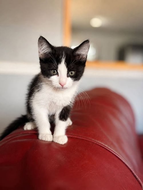 BENNY - Domestic Short Hair available for adoption