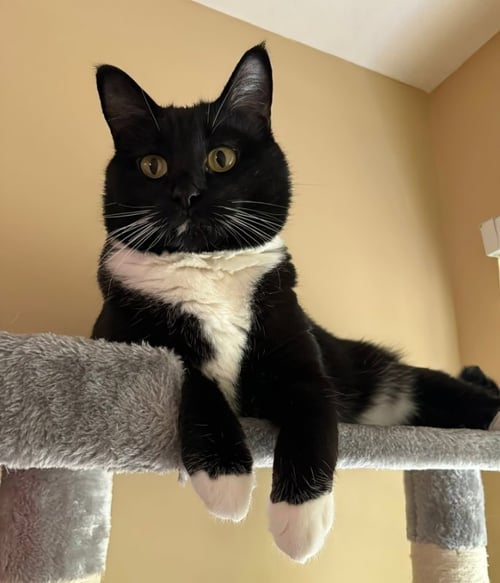 MARSHMALLOW - Tuxedo available for adoption