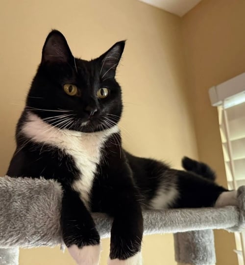 MARSHMALLOW - Tuxedo available for adoption