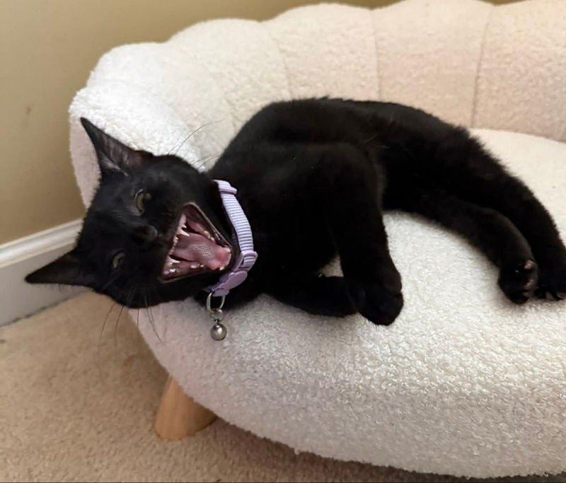 Sabel ( Bobtail!) - Photo 3