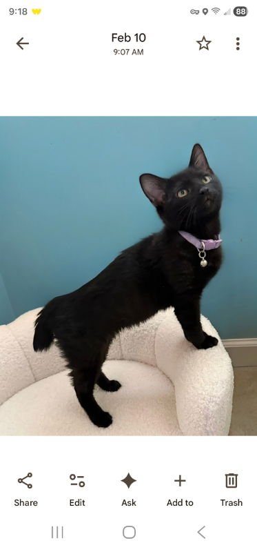 Sabel ( Bobtail!) - Photo 5