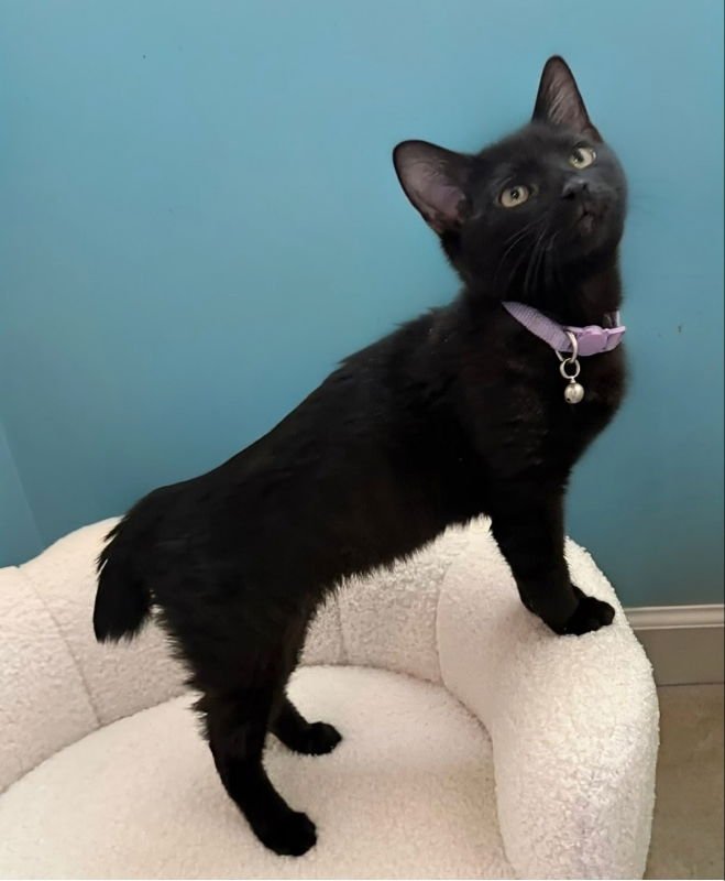 Sabel ( Bobtail!) - Photo 6