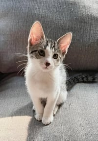 Frodo - Photo 1