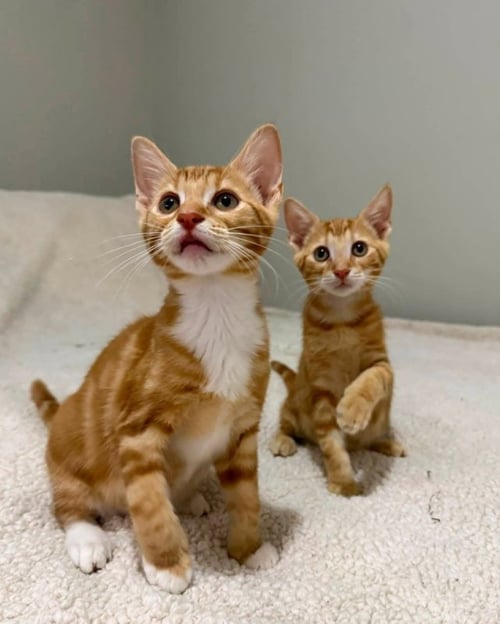 TANGERINE AND SQUEAKS (BROTHERS) - Tabby available for adoption