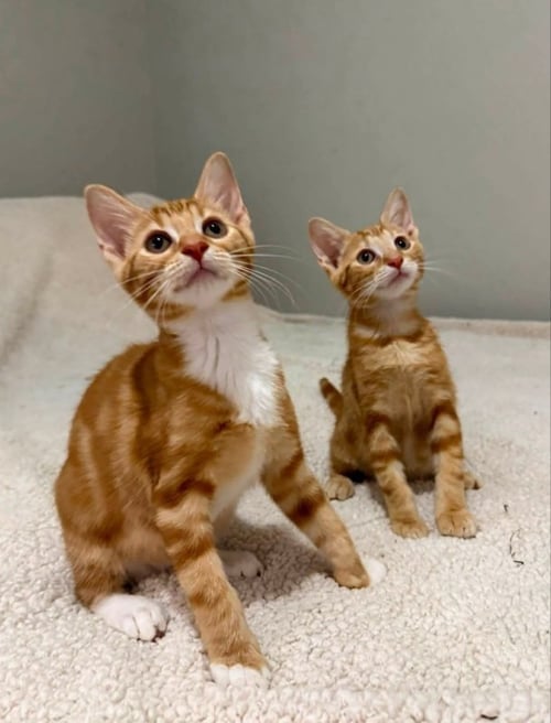 TANGERINE AND SQUEAKS (BROTHERS) - Tabby available for adoption