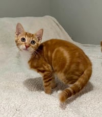 Tangerine and Squeaks (Brothers) - Photo 4