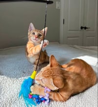 Tangerine and Squeaks (Brothers) - Photo 5