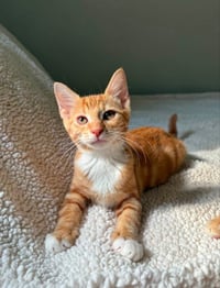 Tangerine and Squeaks (Brothers) - Photo 3
