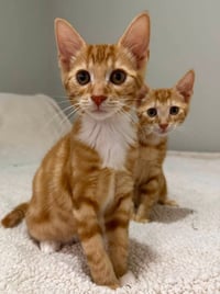 Tangerine and Squeaks (Brothers) - Photo 6