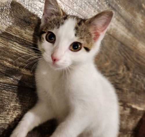 YOBABA - Domestic Short Hair available for adoption