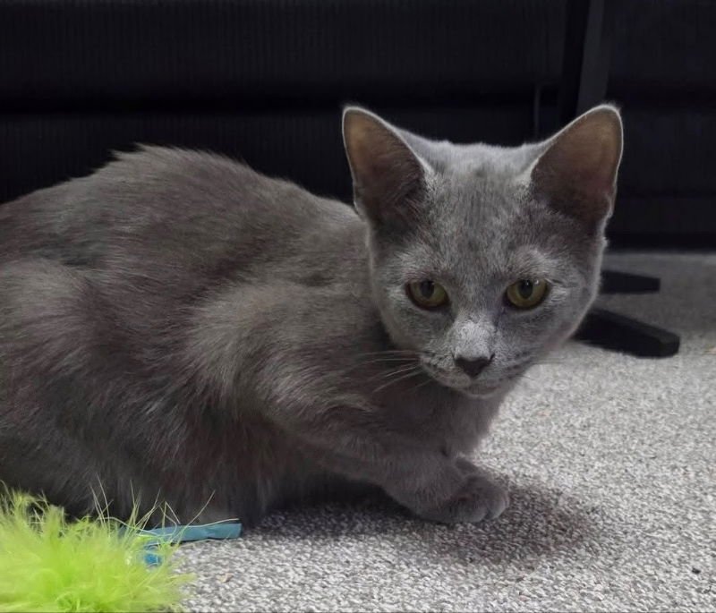 CINDER- ELLA - Russian Blue for adoption in Knoxville