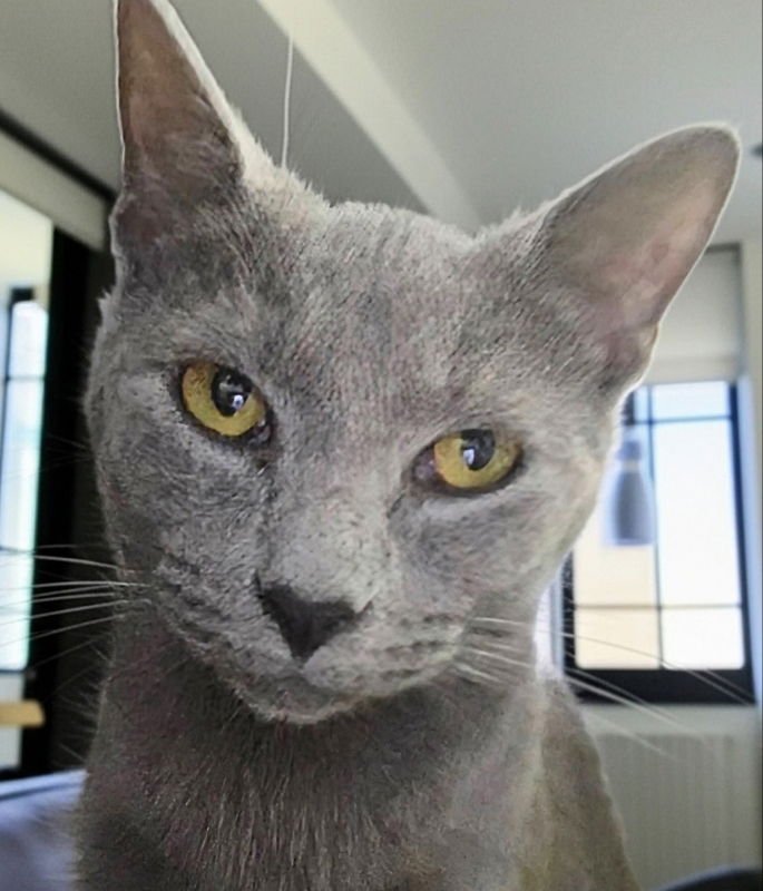 Cinder- Ella - Photo 3