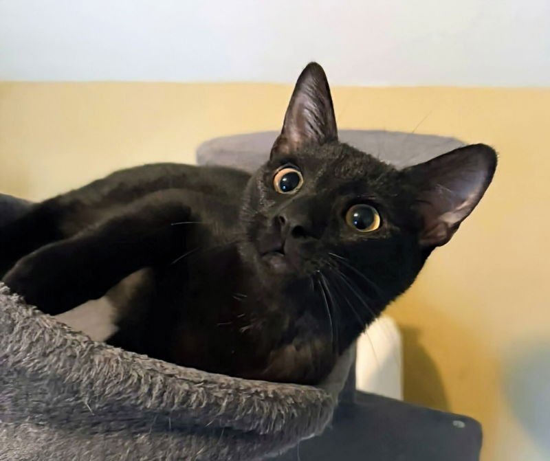 BISCOTTI - Bombay / Domestic Short Hair available for adoption