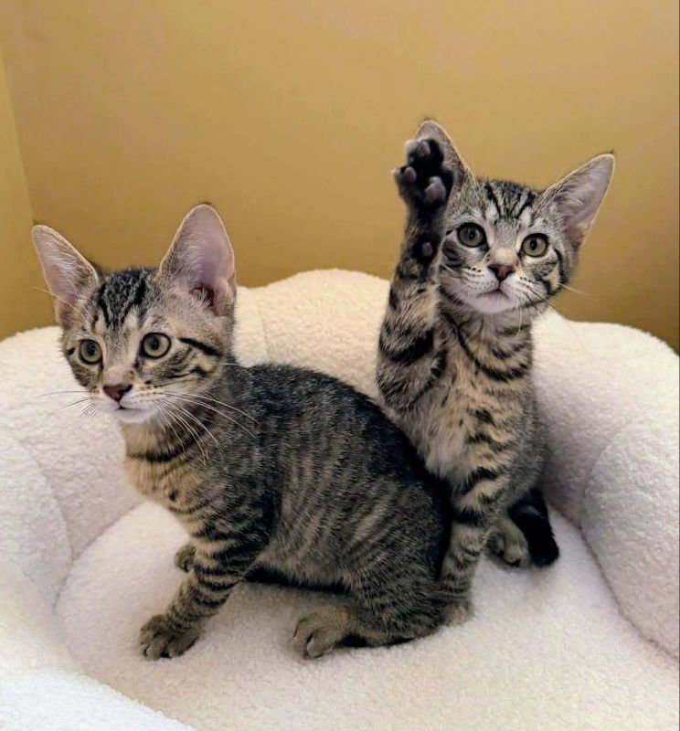 Peanut Butter and Jelly - Photo 3