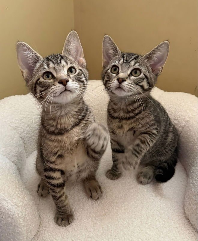 Peanut Butter and Jelly - Photo 4