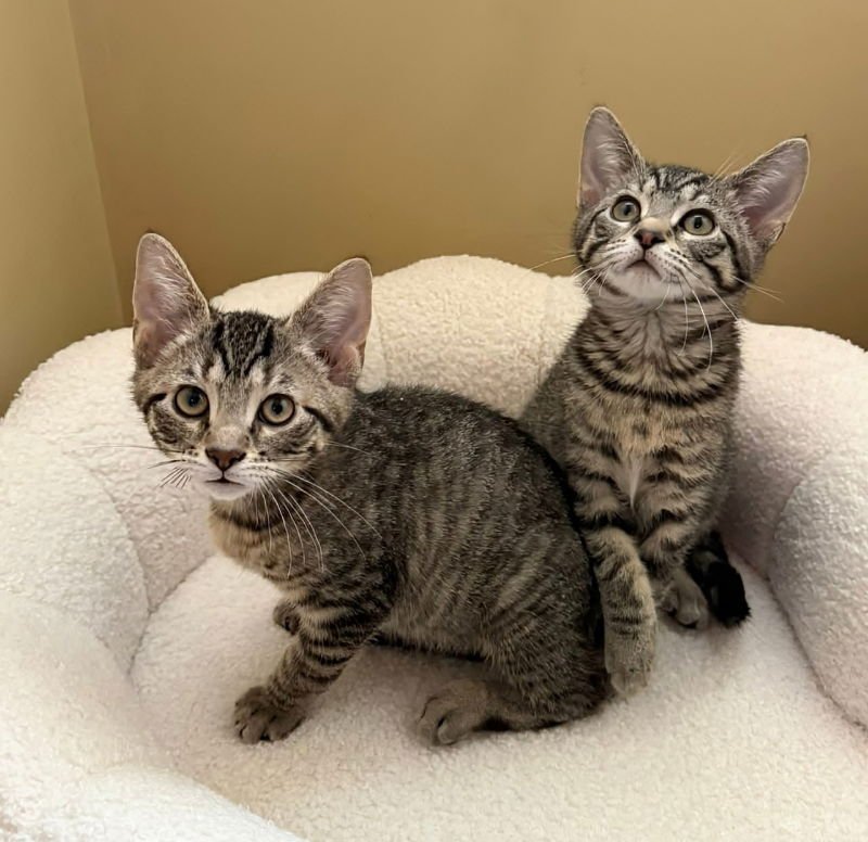 Peanut Butter and Jelly - Photo 5