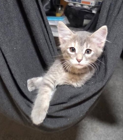 SMOKEY GIRL - Tabby / Domestic Short Hair available for adoption