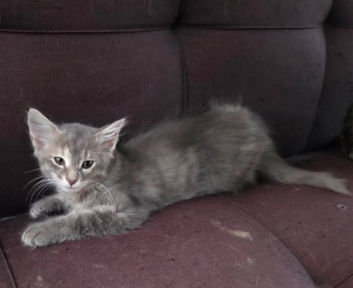 SMOKEY GIRL - Tabby / Domestic Short Hair available for adoption