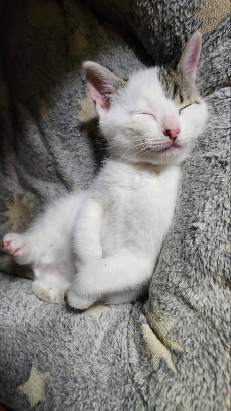 CHIHIOR - Domestic Short Hair available for adoption