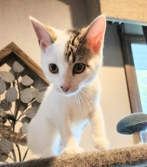 CHIHIOR - Domestic Short Hair available for adoption