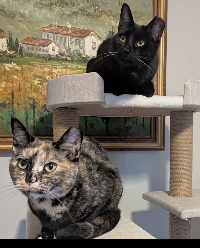 JAX AND MINNIE - Tortoiseshell / Domestic Short Hair for adoption in Knoxville