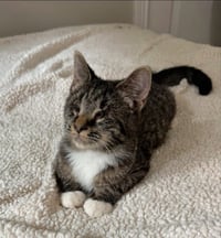 Mary ( Blind Kitty) - Photo 6