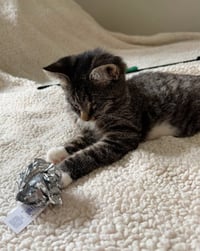 Mary ( Blind Kitty) - Photo 3
