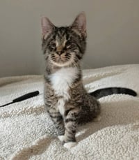 Mary ( Blind Kitty) - Photo 1