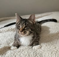 Mary ( Blind Kitty) - Photo 2