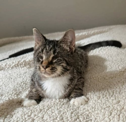 MARY ( BLIND KITTY) - Tabby available for adoption