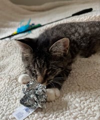 Mary ( Blind Kitty) - Photo 5