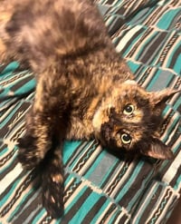 Cleo - Photo 14