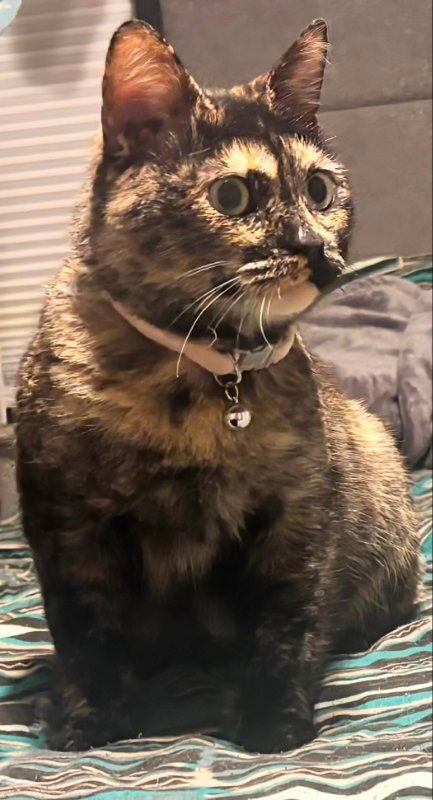 CLEO - Dilute Tortoiseshell available for adoption
