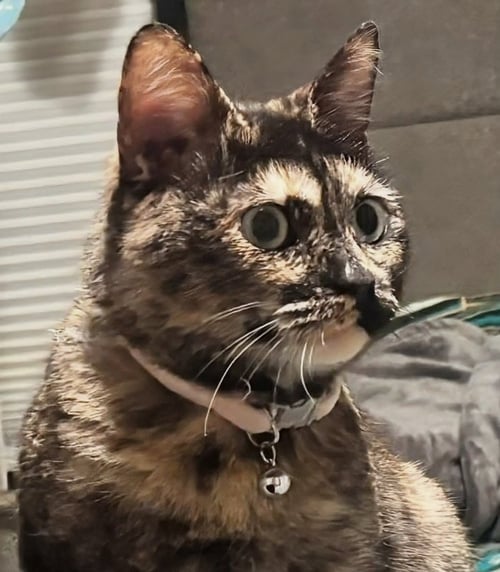 CLEO - Dilute Tortoiseshell available for adoption