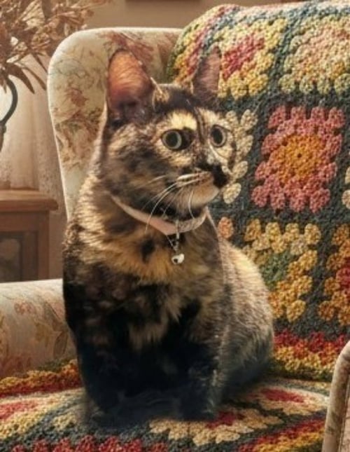 CLEO - Dilute Tortoiseshell available for adoption