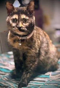 Cleo - Photo 7