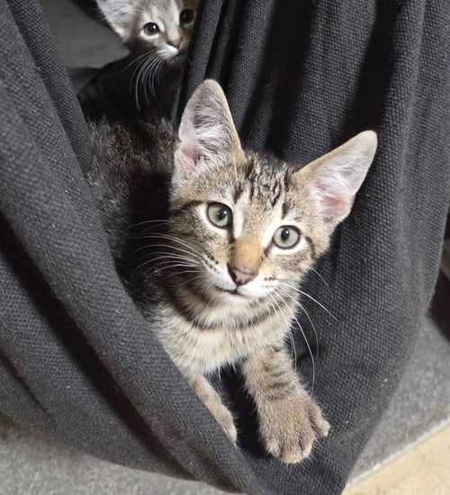 TIGER - Tabby available for adoption