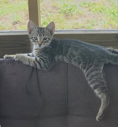 TIGER - Tabby available for adoption